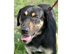 Adopt Lucas a Black - with Tan, Yellow or Fawn Mixed Breed (Large) / Mixed dog
