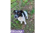 Adopt Oriana a White - with Black Jack Russell Terrier / Mixed dog in East
