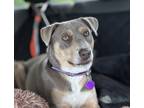 Adopt Chanel a Gray/Silver/Salt & Pepper - with White American Eskimo Dog /