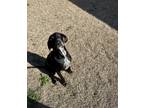 Adopt Remi a Black - with White Rhodesian Ridgeback / German Shorthaired Pointer