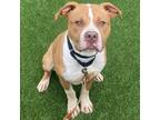 Adopt Red a Boxer / Pit Bull Terrier / Mixed dog in Troy, VA (41172892)