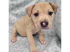 Adopt Cinnamon a Brindle - with White Pit Bull Terrier / American Staffordshire