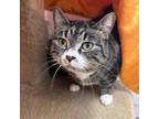 Adopt Mitzy a Brown Tabby Domestic Shorthair / Mixed Breed (Medium) / Mixed