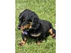 Adopt Jack a Black Dachshund / Mixed Breed (Medium) / Mixed (short coat) dog in