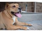 Adopt Queen a Brown/Chocolate - with White American Pit Bull Terrier / Mixed dog