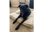 Adopt Dakota a Black Labrador Retriever / Mixed Breed (Medium) / Mixed (short