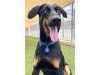 Adopt Alex 3229 a Black - with Brown, Red, Golden, Orange or Chestnut Doberman