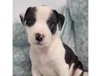 Adopt Britannia a White - with Black Pit Bull Terrier / American Staffordshire