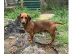 Adopt Brittany a Red/Golden/Orange/Chestnut Dachshund / Mixed dog in Stoughton