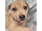 Adopt Holland a Brindle - with White Pit Bull Terrier / American Staffordshire