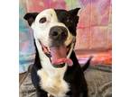 Adopt LENNON a Terrier (Unknown Type, Small) / Mixed dog in Wintersville