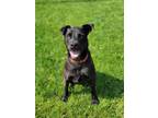 Adopt Benny a Labrador Retriever / Mixed dog in Viroqua, WI (41055115)