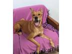 Adopt Honeybear a Mixed Breed (Medium) / Mixed dog in Neillsville, WI (41409599)