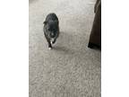 Adopt Angelo a Gray/Blue/Silver/Salt & Pepper Mutt / Mixed dog in Dunwoody