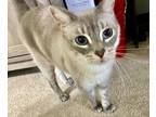 Adopt Jesse a White (Mostly) Siamese / Mixed (medium coat) cat in Killeen
