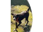 Adopt Maize a Brown/Chocolate - with White German Shorthaired Pointer / Mixed