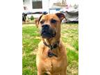 Adopt Rocky a Brown/Chocolate Rottweiler / Boxer / Mixed dog in Portland