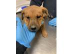 Adopt 55879541 a Brown/Chocolate Labrador Retriever / Rottweiler / Mixed (short