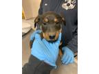 Adopt 55879562 a Black Labrador Retriever / Rottweiler / Mixed (short coat) dog