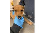 Adopt 55879525 a Brown/Chocolate Labrador Retriever / Rottweiler / Mixed (short