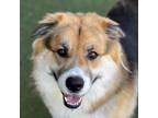 Adopt Maxwell a Black German Shepherd Dog / Chow Chow / Mixed (short coat) dog