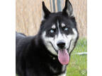 Adopt Gunner a Black Husky / Mixed Breed (Medium) / Mixed (short coat) dog in