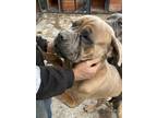 Adopt Mikey a Gray/Blue/Silver/Salt & Pepper Cane Corso / Mixed dog in Boise