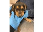 Adopt 55879597 a Black Labrador Retriever / Rottweiler / Mixed (short coat) dog