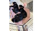 Adopt Honey a Black Labrador Retriever / Neapolitan Mastiff / Mixed (short coat)