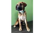 Adopt Twiglet a Brown/Chocolate Great Dane / Mixed Breed (Medium) / Mixed (short