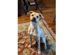 Adopt Boss a Terrier (Unknown Type, Medium) / Black Mouth Cur / Mixed dog in