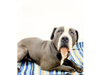 Adopt 84411 Bruno a Merle American Pit Bull Terrier / Mixed Breed (Medium) /
