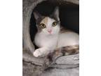 Adopt Celestia a White Domestic Shorthair / Mixed Breed (Medium) / Mixed (short