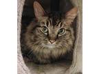 Adopt Munchkin a Brown Tabby Domestic Longhair / Mixed Breed (Medium) / Mixed