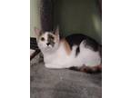 Adopt Rarity a White Domestic Shorthair / Mixed Breed (Medium) / Mixed (short