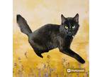 Adopt Khaleesi a All Black Bombay (medium coat) cat in New Castle, IN (41411084)