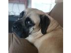 Adopt Bailey "Boo Boo" a Tan/Yellow/Fawn - with Black English Mastiff / Mixed