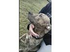 Adopt Choppa a Brindle - with White American Pit Bull Terrier / Mixed dog in