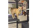 Adopt Brewer a Orange or Red Domestic Shorthair / Mixed Breed (Medium) / Mixed