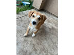 Adopt Avocado a Tan/Yellow/Fawn Dachshund / Mixed Breed (Medium) / Mixed (short