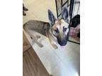 Adopt Lilac a Brown/Chocolate German Shepherd Dog / Mixed Breed (Medium) / Mixed