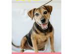 Adopt Susie a Tan/Yellow/Fawn - with Black Beagle / Mixed dog in Sanford