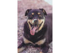 Adopt Katara (@Del Corazon) a Black Rottweiler / Mixed Breed (Medium) / Mixed