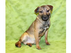 Adopt Jack K21 11/15/23 a Black Australian Cattle Dog / Mixed Breed (Medium) /