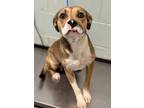 Adopt Sassafras a Tan/Yellow/Fawn Boxer / Mixed Breed (Medium) / Mixed (short