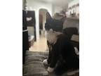 Adopt Oreo a Black & White or Tuxedo Persian / Mixed (medium coat) cat in San
