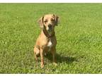 Adopt Flower a Brindle Rhodesian Ridgeback / Mixed Breed (Medium) / Mixed (short