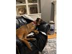 Adopt Oliver a Brown/Chocolate Belgian Malinois / Mixed Breed (Medium) / Mixed
