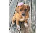 Adopt Kyler a Brown/Chocolate Pug / Mixed Breed (Medium) / Mixed (short coat)