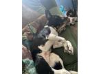 Adopt Daisy Mae a Black - with White Beagle / Mixed dog in Howell, MI (41146908)